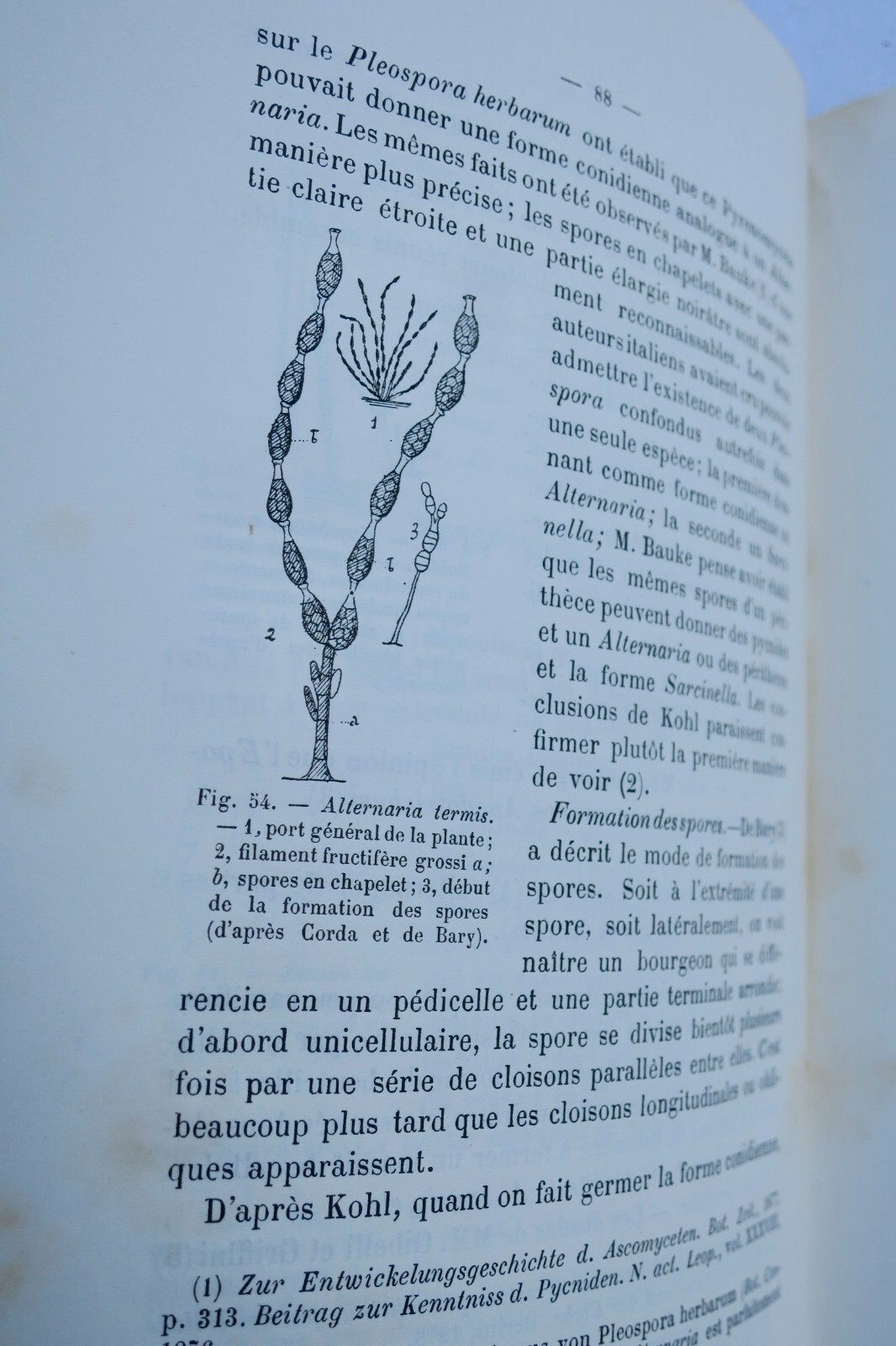 Simple Fungi: History and Classification - Image 4