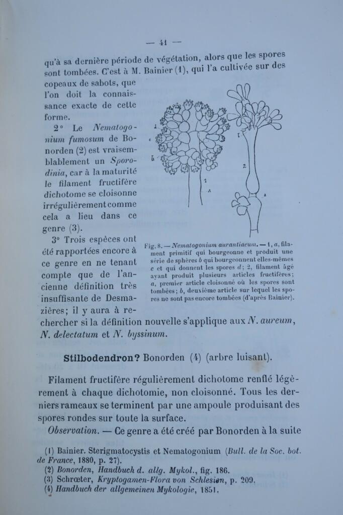 Einfache Pilze: Geschichte und Klassifizierung