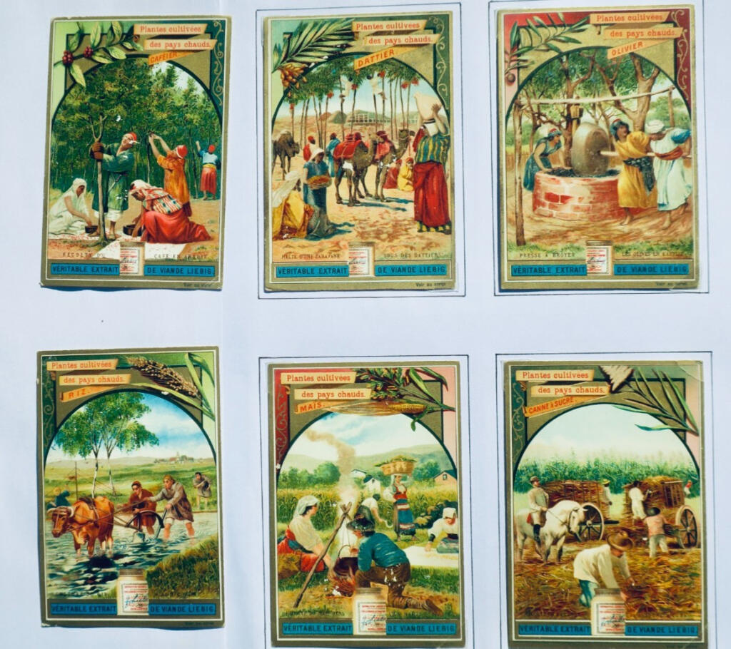 Liebig 6 chromos Liebig : Plantes cultivées des pays chauds (série complète)