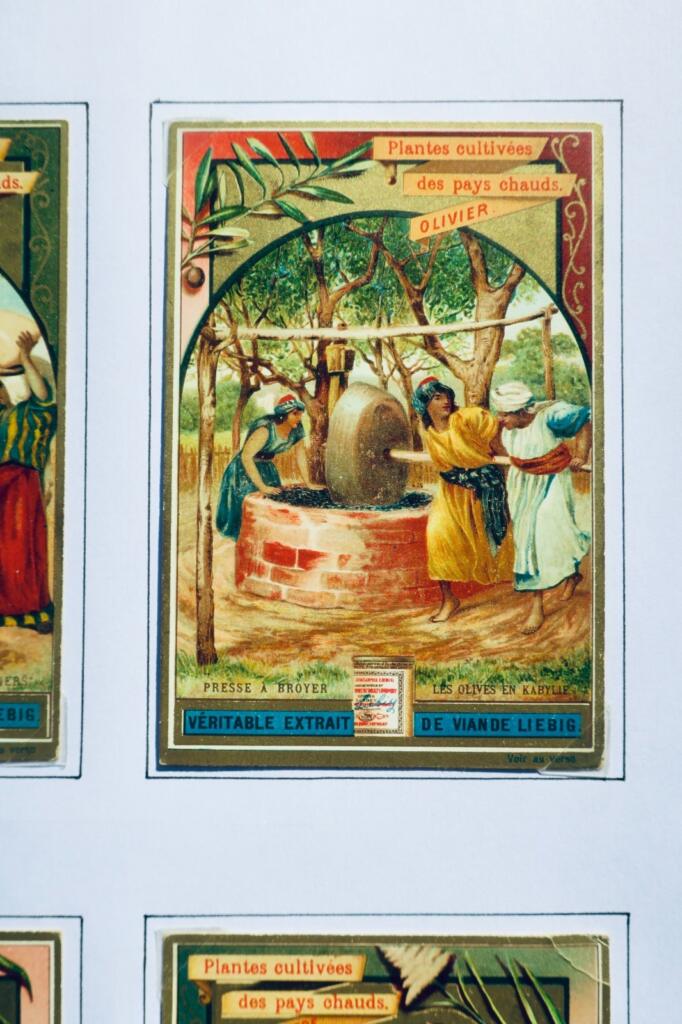 Liebig 6 chromos Liebig : Plantes cultivées des pays chauds (série complète)