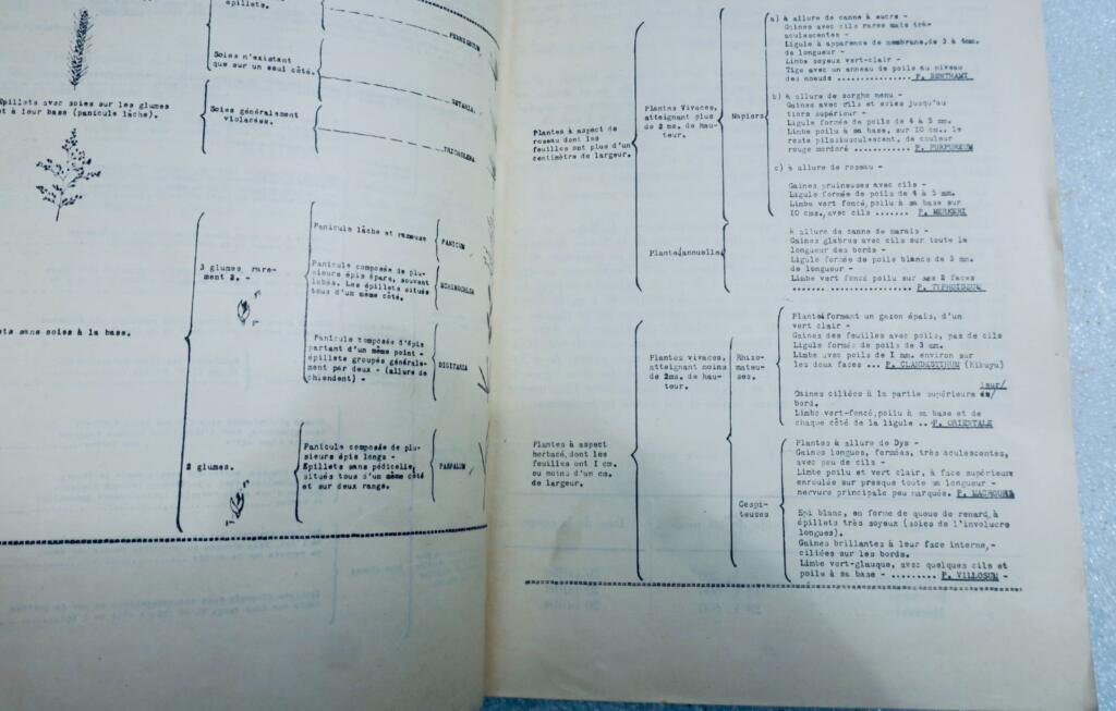 maroc plantes fourrageres au Maroc 1934