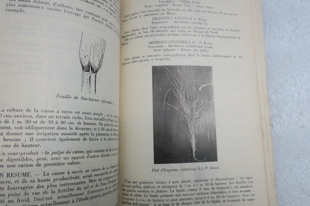 maroc plantes fourrageres au Maroc 1934
