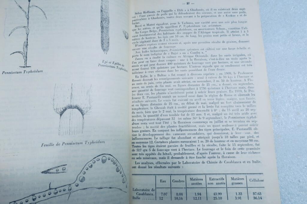 maroc plantes fourrageres au Maroc 1934