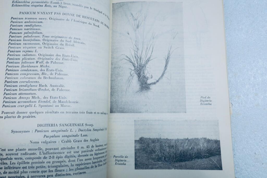 maroc plantes fourrageres au Maroc 1934