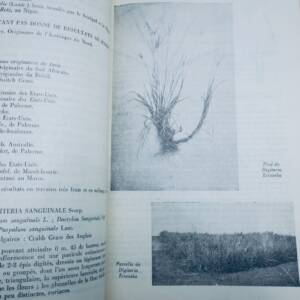 maroc plantes fourrageres au Maroc 1934