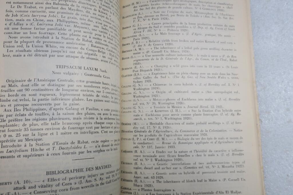 maroc plantes fourrageres au Maroc 1934