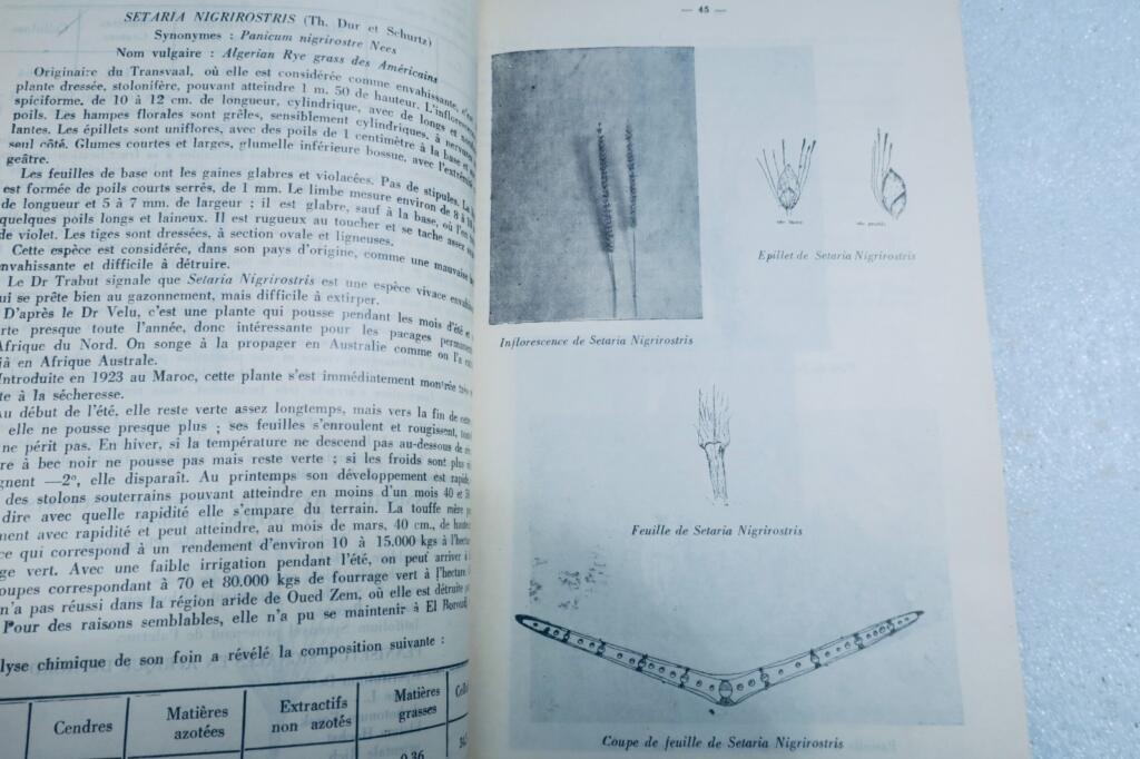 maroc plantes fourrageres au Maroc 1934