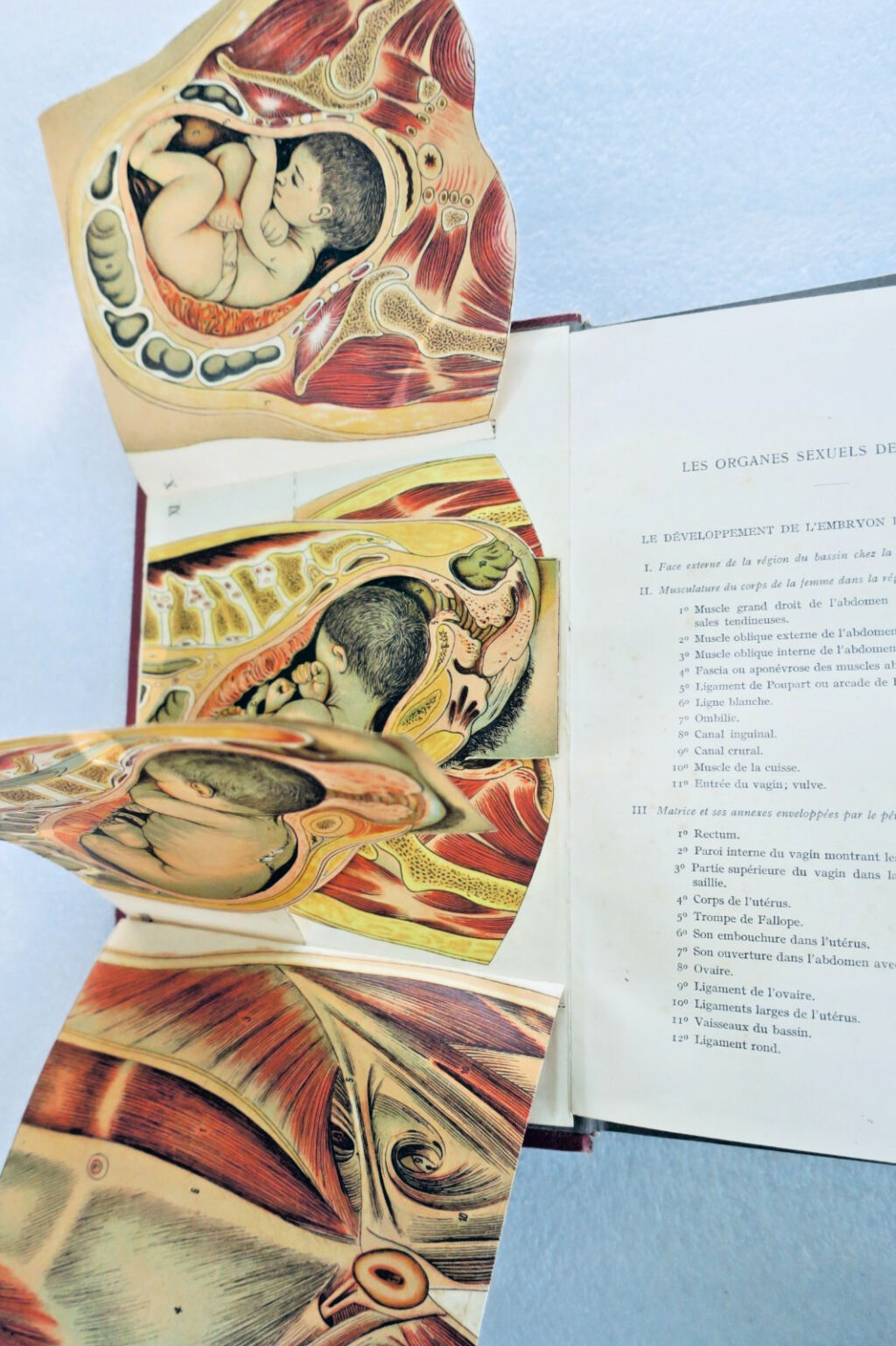 Frauengesundheit und Hygieneleitfaden mit anatomischen Modellen