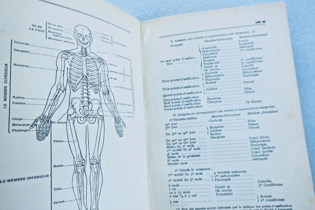 Frauengesundheit und Hygieneleitfaden mit anatomischen Modellen