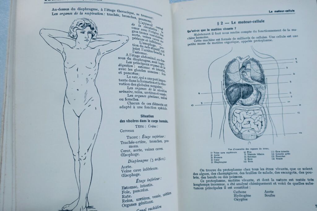 Frauengesundheit und Hygieneleitfaden mit anatomischen Modellen