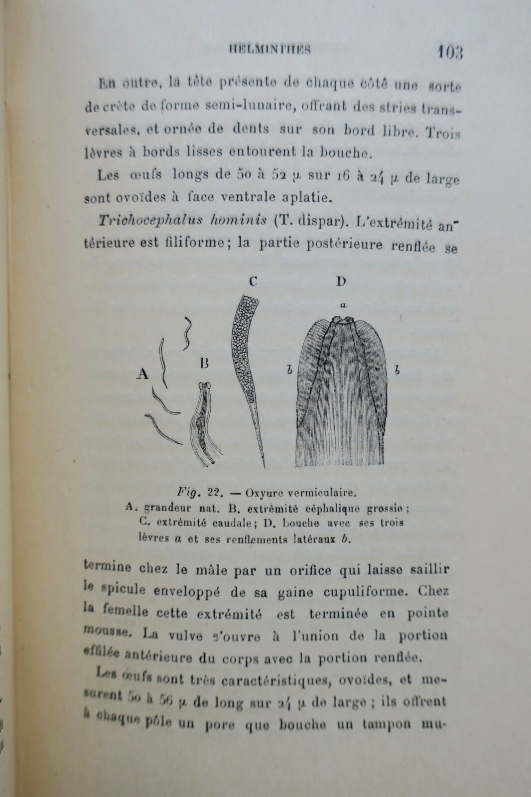 The Microscope and Its Scientific Applications<span class="lla-card-orig-wrap"><span class="lla-card-orig">❦ Microscope et ses Applications 1893</span></span> - La Librairie Antique