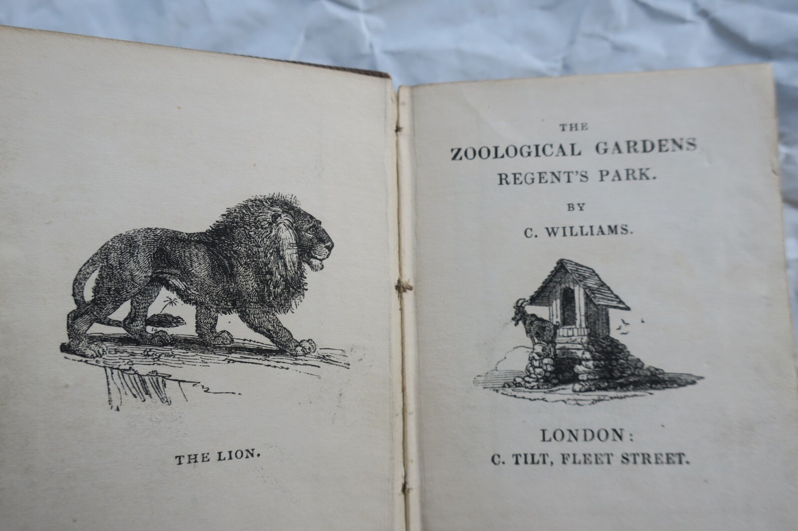Mini zoological gardens regent’s park 65 x 75 mm. - La Librairie Antique