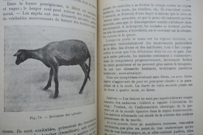 羊の病気 – Image 4