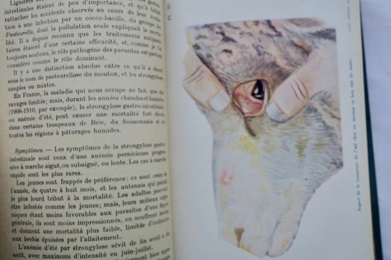 Sheep Diseases 1923 – Image 12