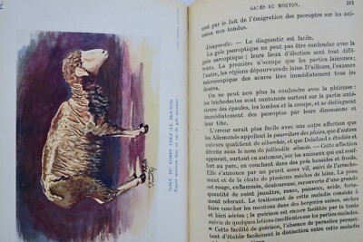 羊の病気 – Image 3