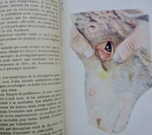 Mouton LES MALADIES DU MOUTON 1923