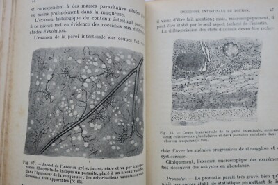 羊の病気 – Image 8