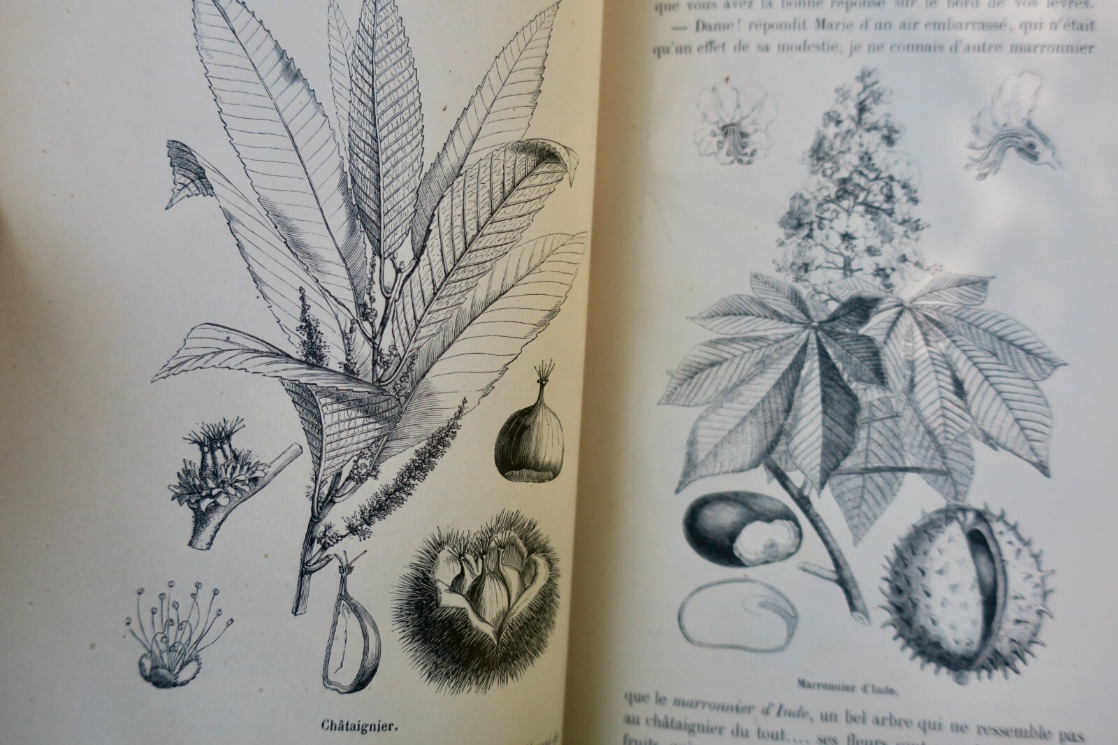 Discussions and Tales on Natural History - Image 8