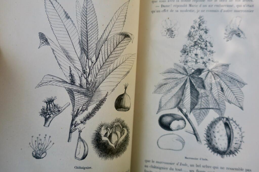 Nature's Three Kingdoms: Natural History Tales