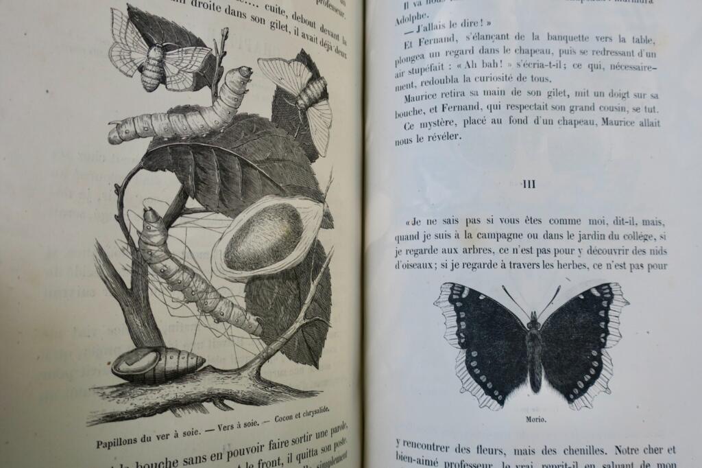 Nature's Three Kingdoms: Natural History Tales