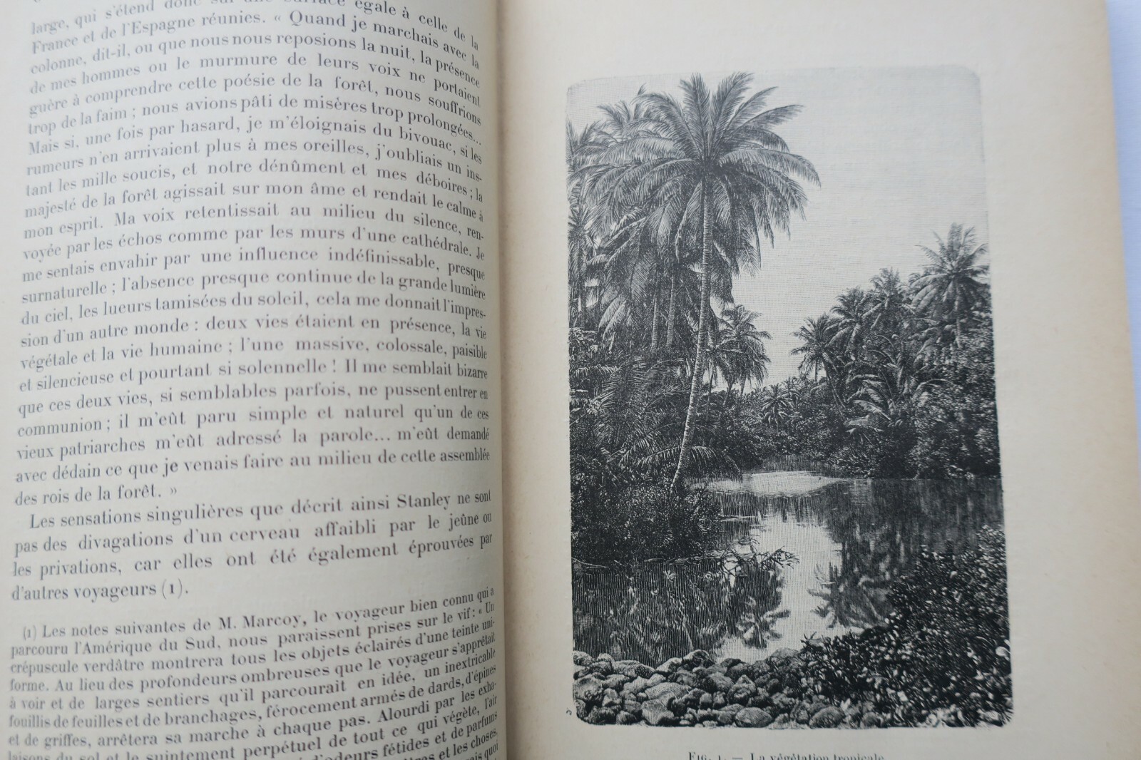 Tropical Nature Exploration - Image 3