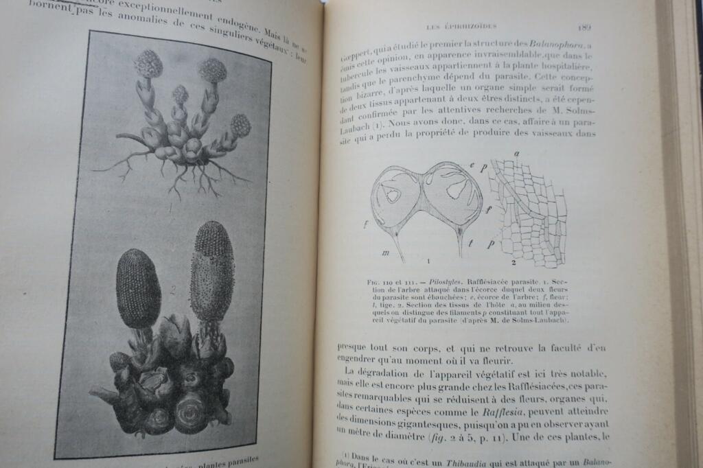 热带自然 1899年