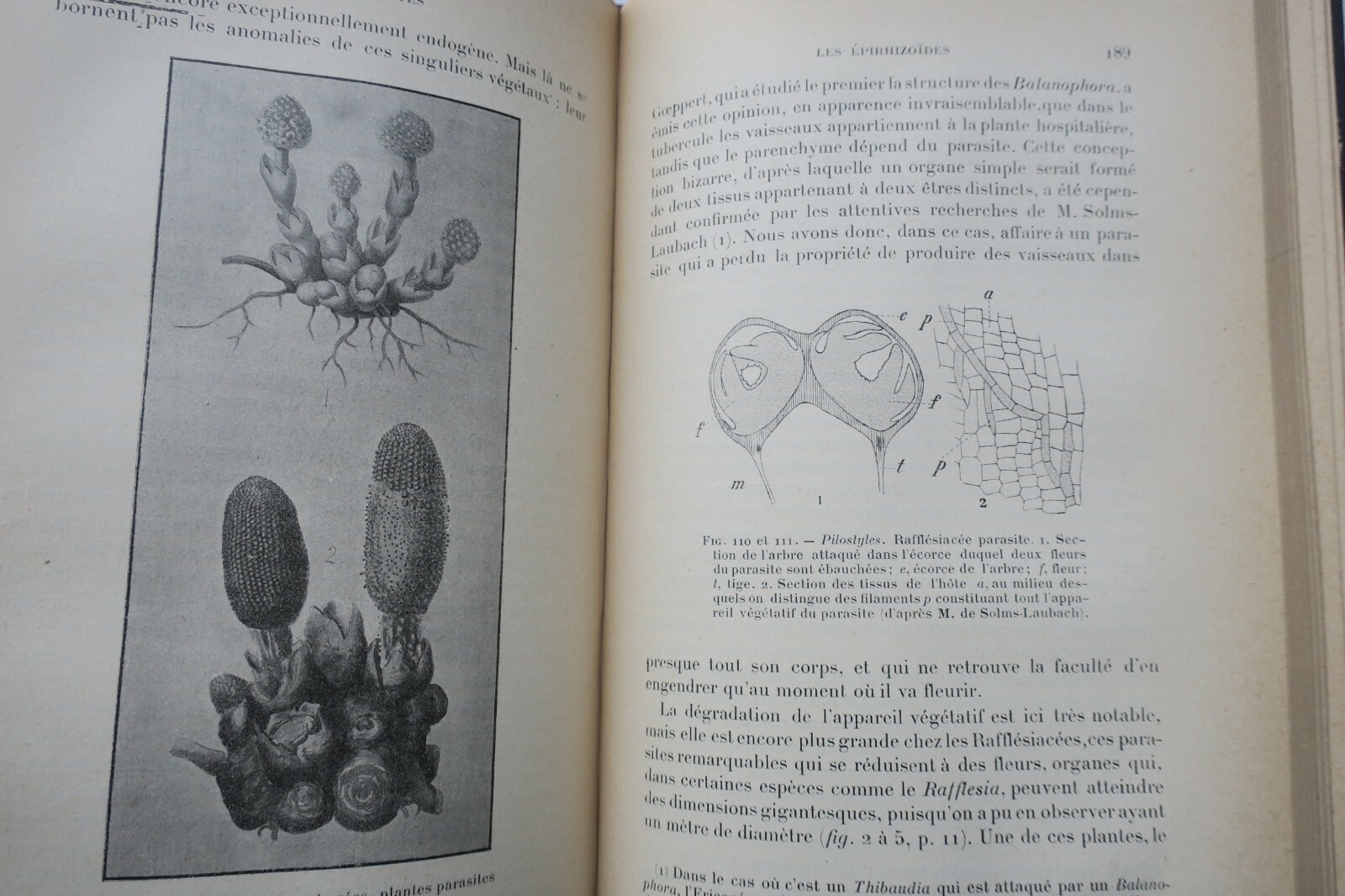 Tropical transformation in Saint-Denis<span class="lla-card-orig-wrap"><span class="lla-card-orig">❦ nature tropicale 1899</span></span> - La Librairie Antique