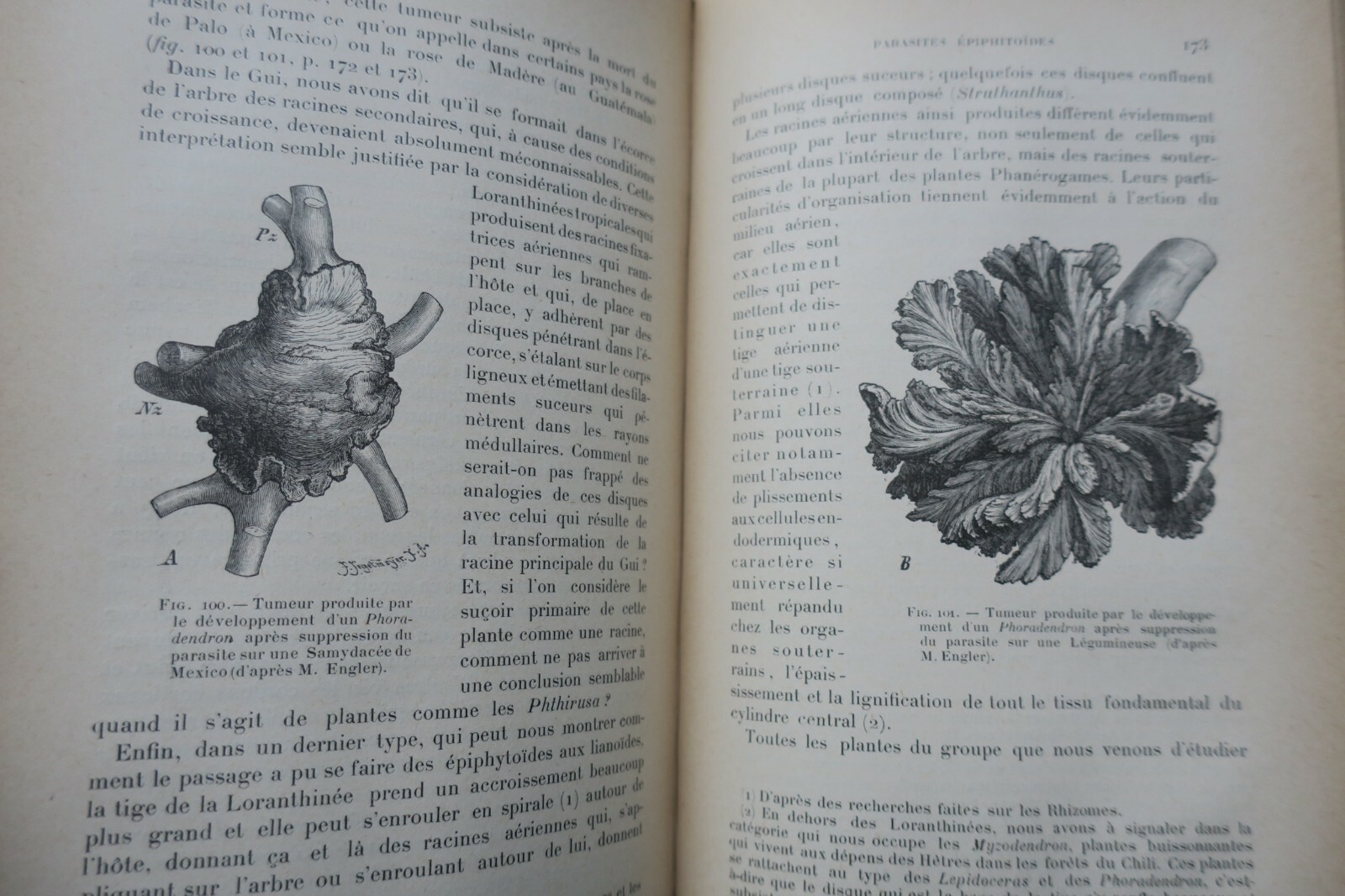 Tropical Nature Exploration - Image 5