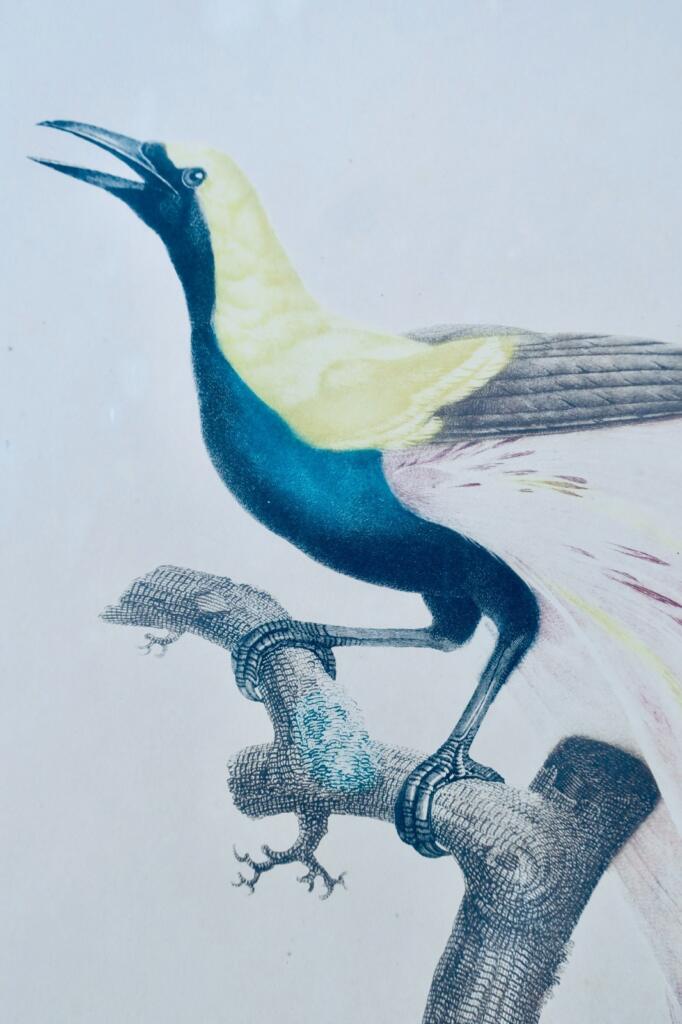 Männlicher Smaragd-Paradiesvogel