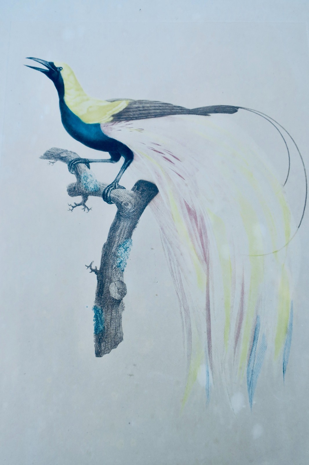 Oiseau Le petit oiseau de paradis Emeraude mâle – Image 9