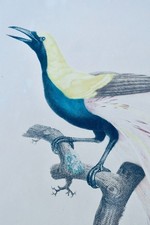 Oiseau Le petit oiseau de paradis Emeraude mâle – Image 7
