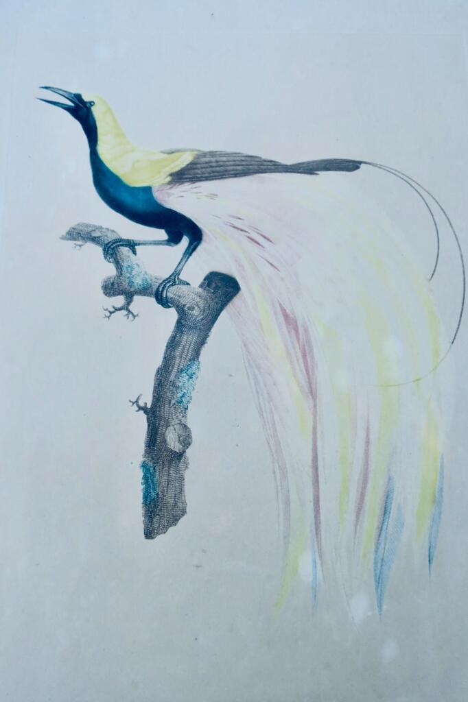 Männlicher Smaragd-Paradiesvogel