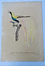 Oiseau Le petit oiseau de paradis Emeraude mâle