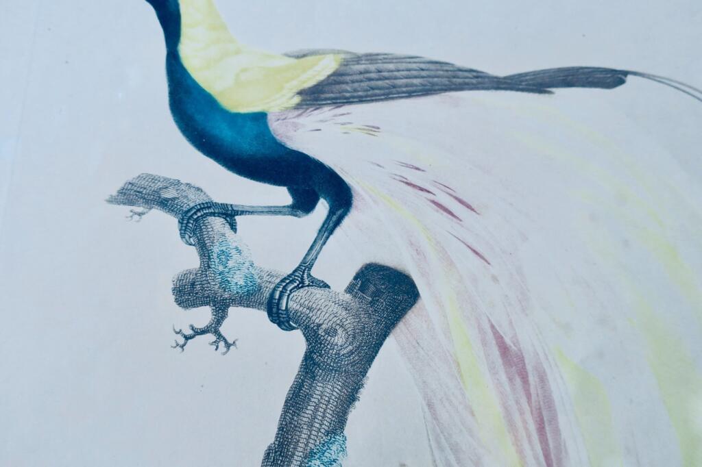 Männlicher Smaragd-Paradiesvogel