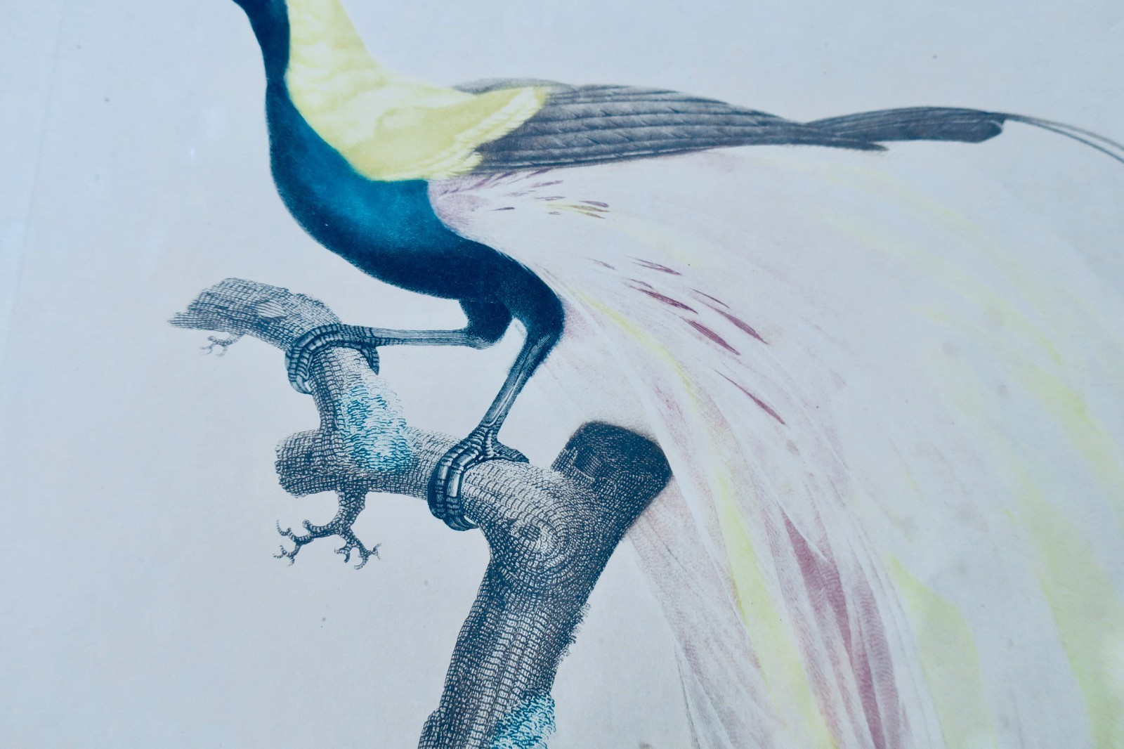 Oiseau Le petit oiseau de paradis Emeraude mâle – Image 10