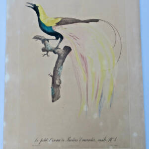 Bird The Small Emerald Male Bird Of Paradise
