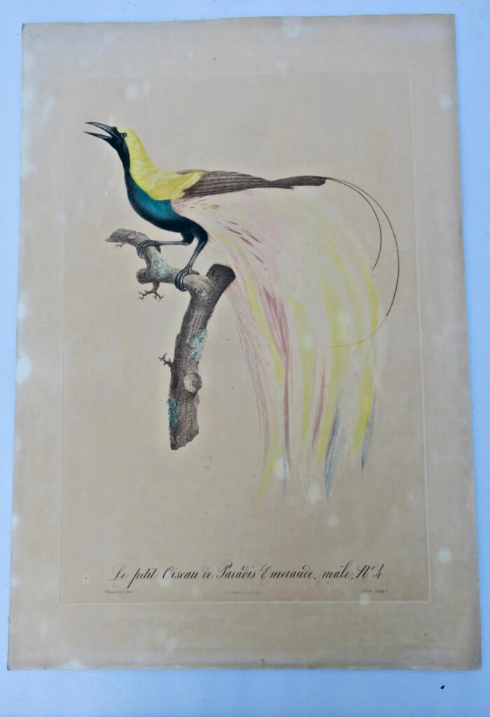 Männlicher Smaragd-Paradiesvogel