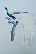 Oiseau Le petit oiseau de paradis Emeraude mâle - La Librairie Antique