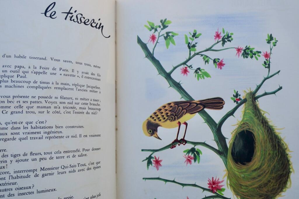 Birds and Their Nests