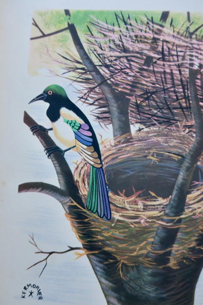 Birds and Their Nests