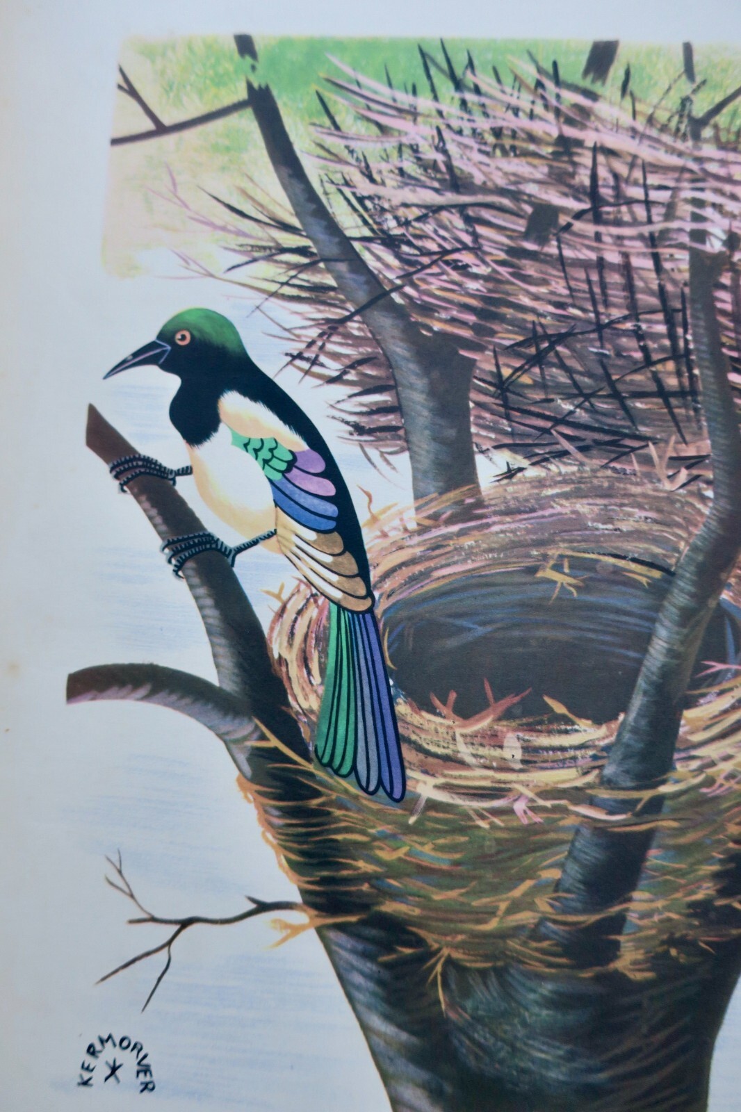 Vögel und ihre Nester - Image 4