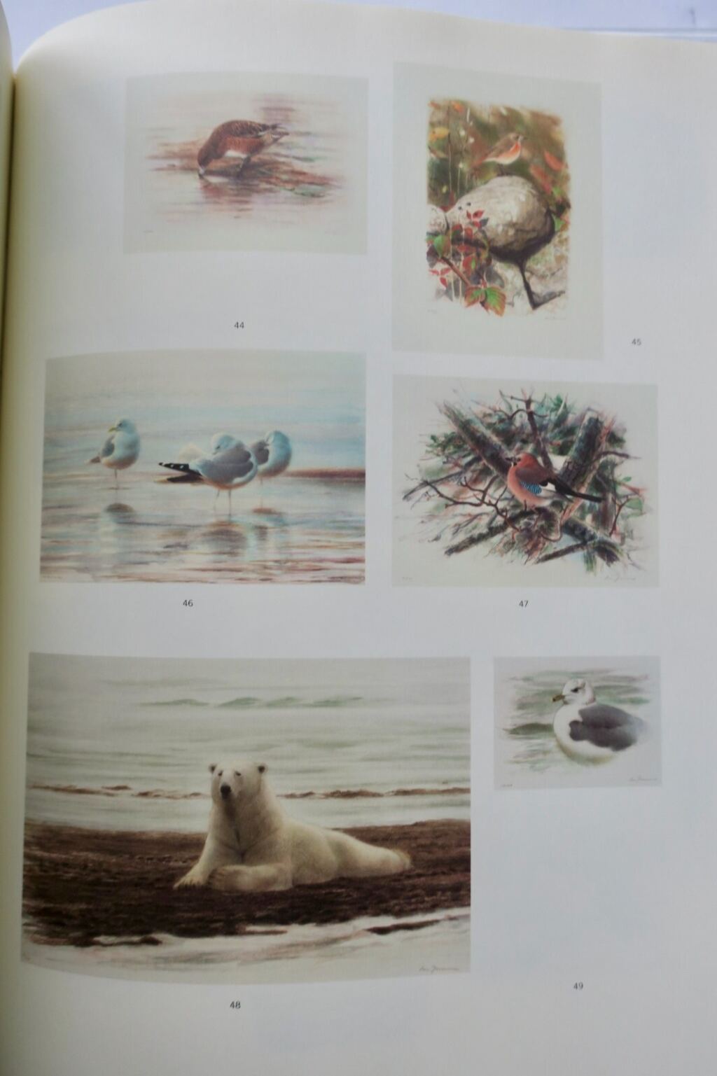 Light and Birds: Ornithological Study