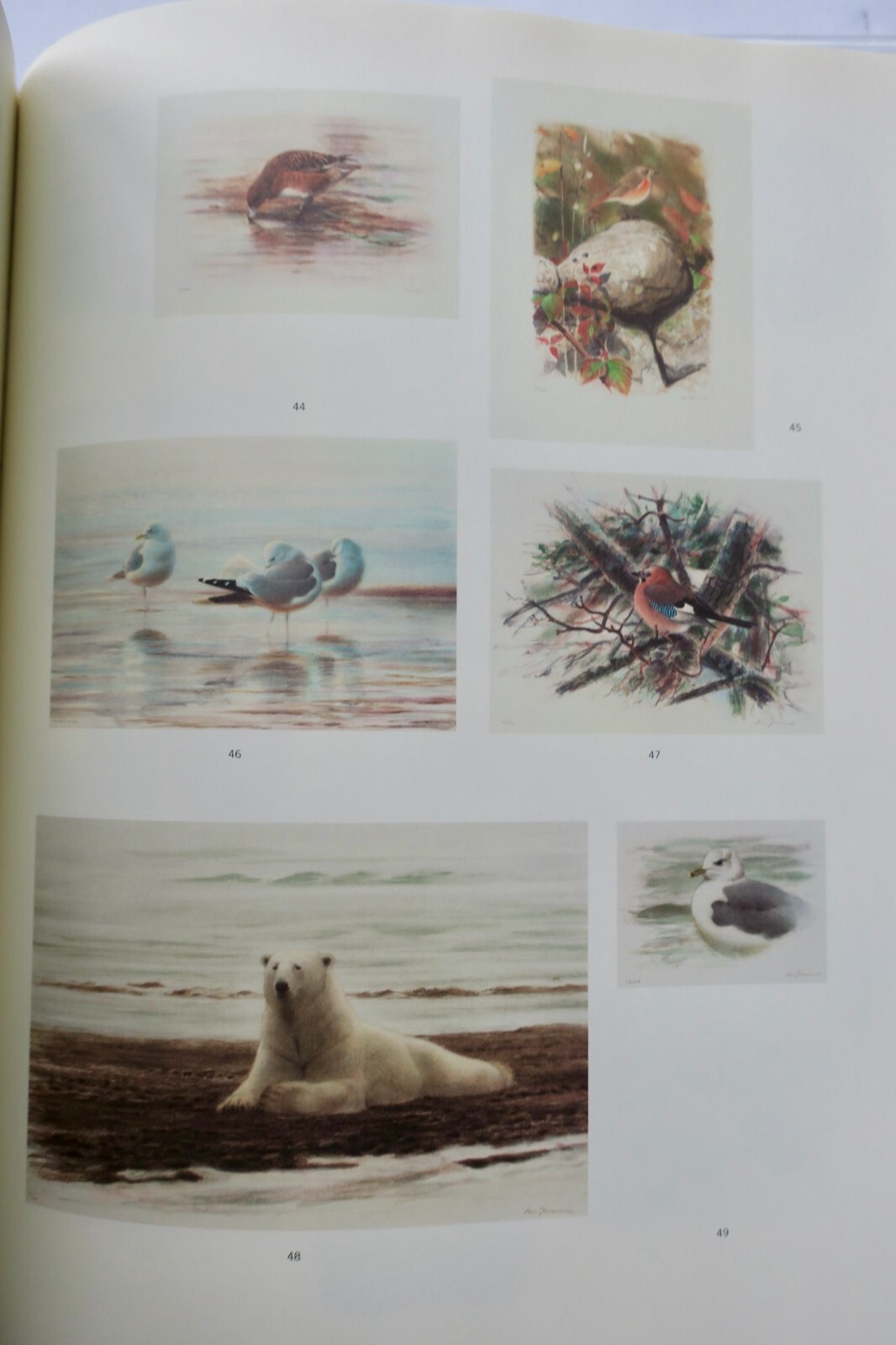 Licht und Vögel: Eine nordische ornithologische Studie - Image 4