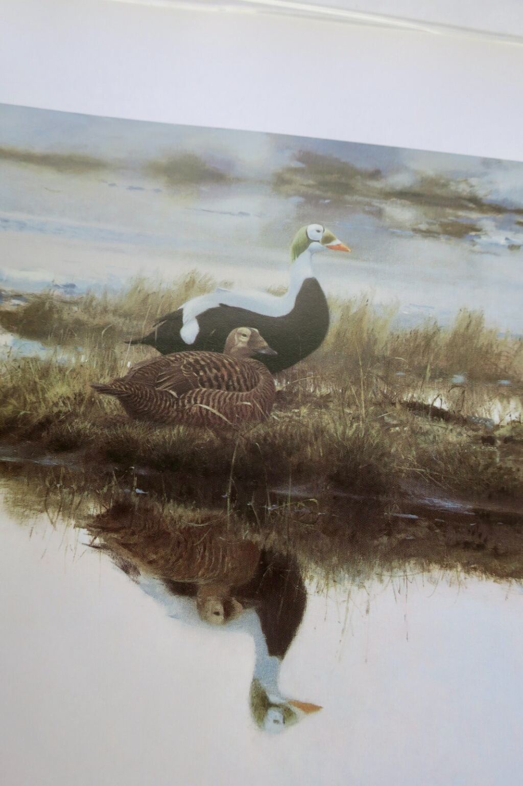 Light and Birds: Ornithological Study