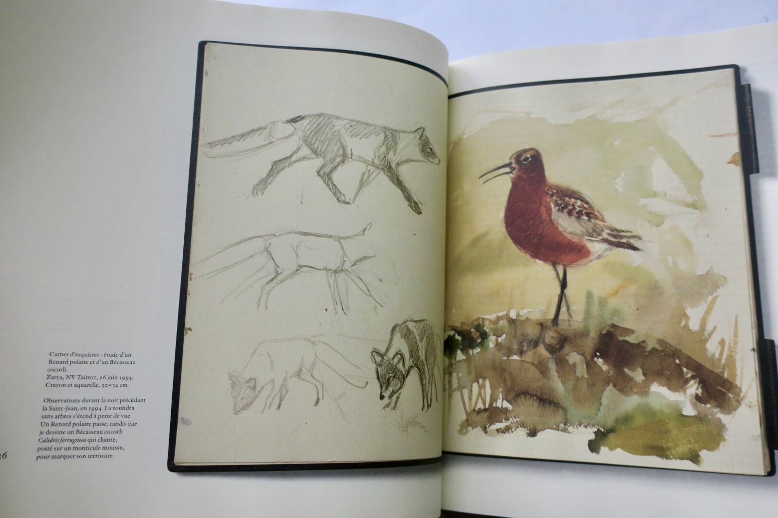 Licht und Vögel: Eine nordische ornithologische Studie - Image 14