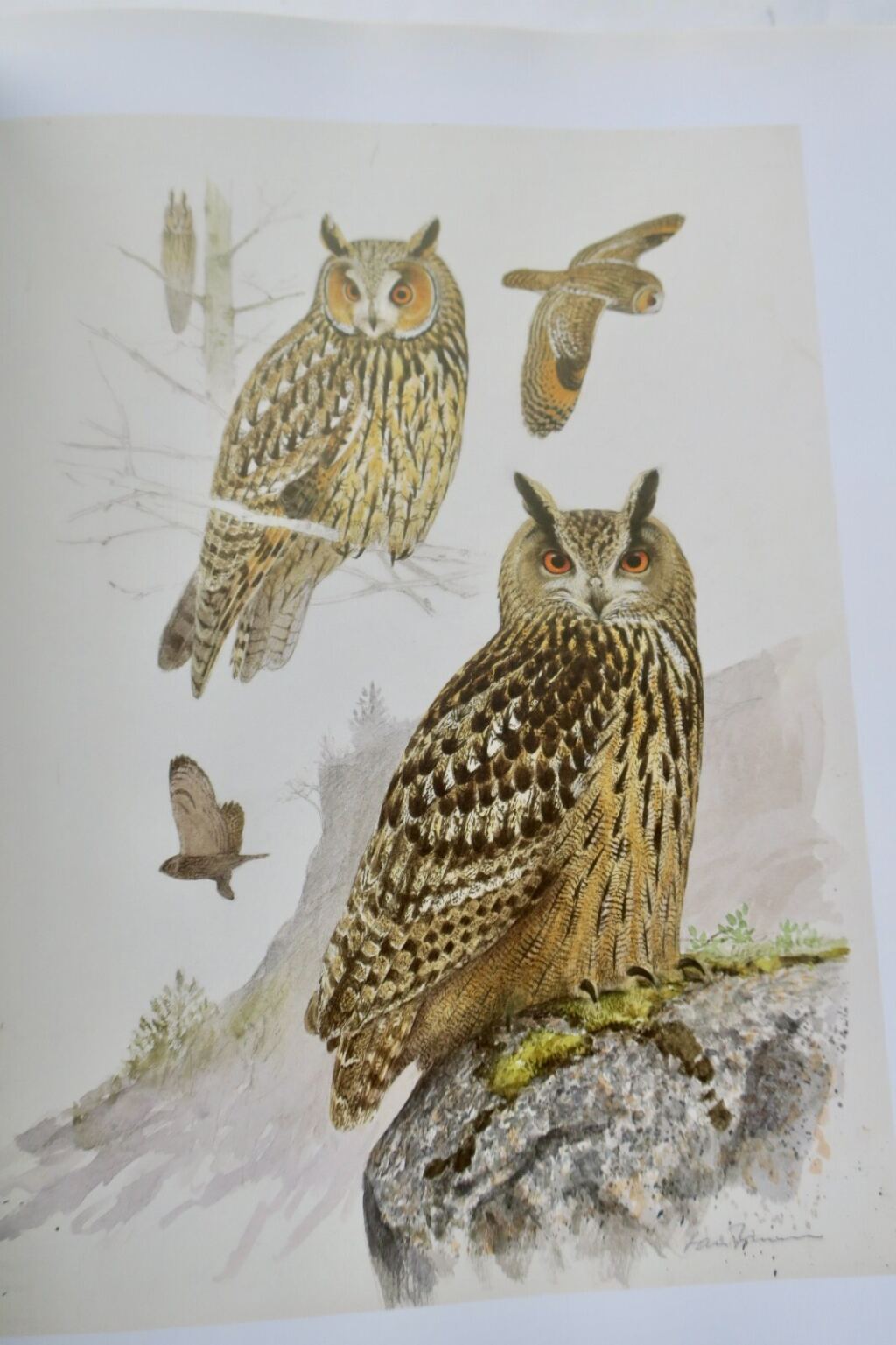 Light and Birds: Ornithological Study