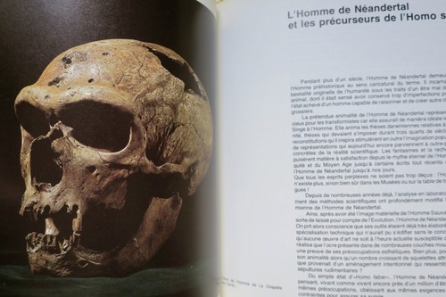 Überblick über die Ausstellung Ursprünge des Menschen - Image 5