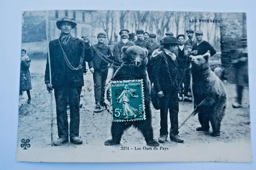 Ours les ours du pays Pyrénées 1914