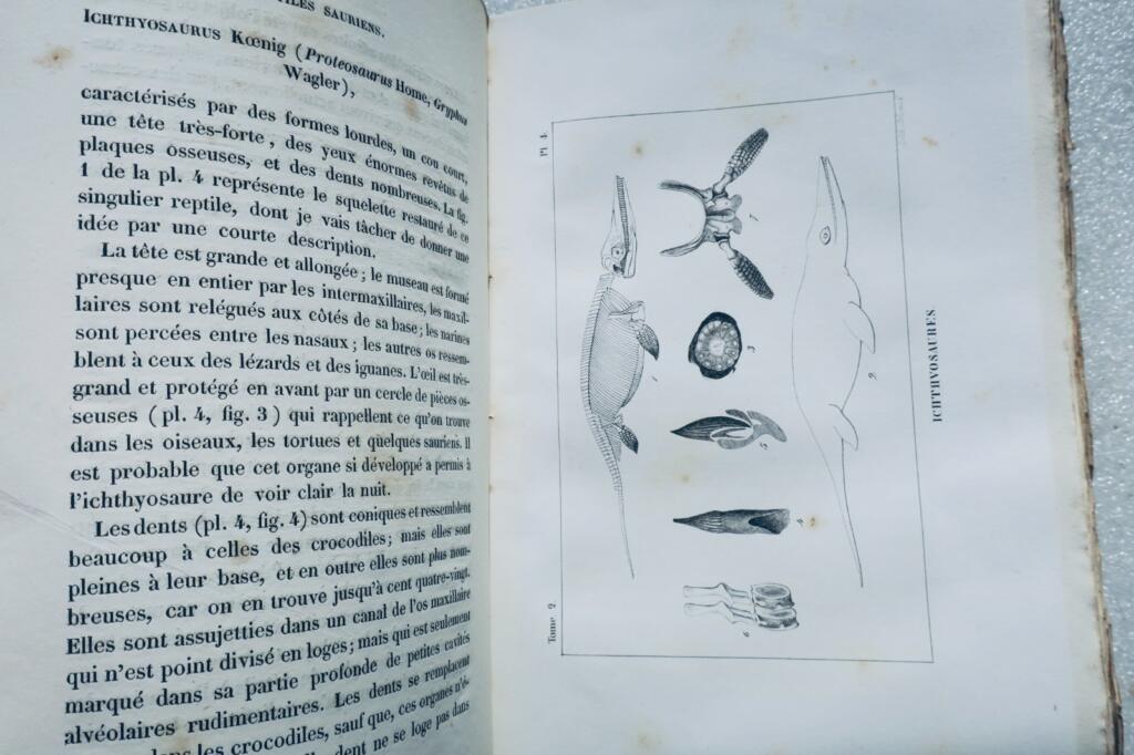 paléontologie Pictet Traité élémentaire de paléontologie ou histoire naturel des