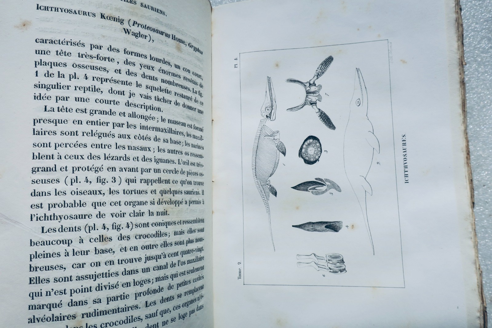 paléontologie Pictet Traité élémentaire de paléontologie ou histoire naturel des - Image 4